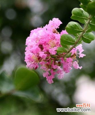 探索紫薇花在安阳文化中的重要地位 安阳市花紫薇花的象征意义