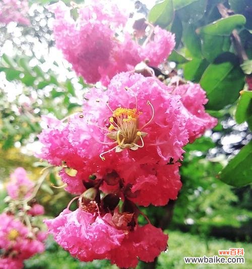 探索紫薇花在安阳文化中的重要地位 安阳市花紫薇花的象征意义
