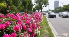 探寻安庆市花月季的象征意义 安庆市的市花——月季花的寓意