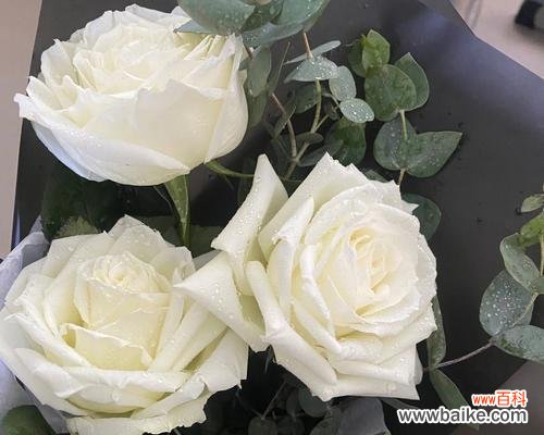 9朵白玫瑰传递的美好祝福与情感 白玫瑰的花语及象征意义