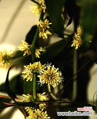 以巴西木花作为象征与祝福的代表 探寻巴西木花语和寓意的奥秘