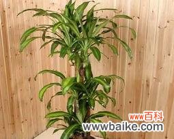 探索以巴西木的内涵与象征 以巴西木的花语和寓意