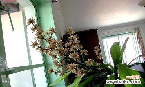 探索以巴西木的内涵与象征 以巴西木的花语和寓意