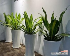 探究这种植物在家居环境中的作用与摆放技巧 《巴西美人的风水寓意和摆放位置》