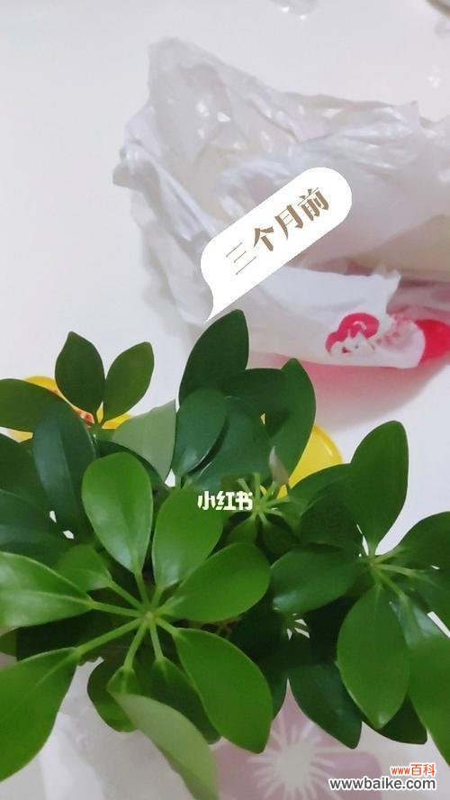 传统谚语中的财富之源与成功之道 以八方来财树开花的预示意义