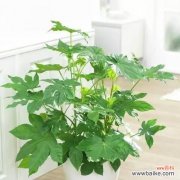 传统谚语中的财富之源与成功之道 以八方来财树开花的预示意义