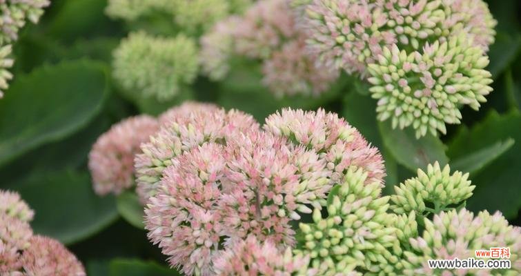 利用八宝景天改善风水 八宝景天的风水寓意与摆放位置