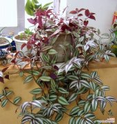 探索灯笼吊兰的花语之美 灯笼吊兰，生命之光