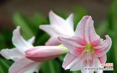 探索灯台百合的深意 灯台百合的花语与寓意