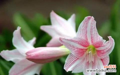 探索灯台百合的深意 灯台百合的花语与寓意