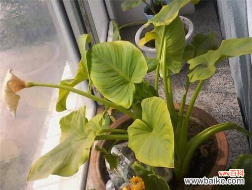 祈愿与成长的美丽之花 滴水观音的花语与意义