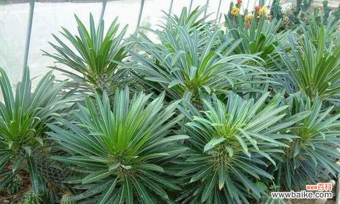 解读霸王鞭的寓意与摆放位置 霸王鞭风水之道