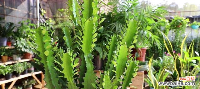 解读霸王鞭的寓意与摆放位置 霸王鞭风水之道