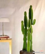 解读霸王鞭的寓意与摆放位置 霸王鞭风水之道