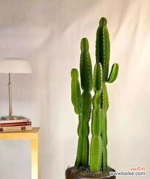 解读霸王鞭的寓意与摆放位置 霸王鞭风水之道