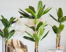 揭秘芭蕉树的独特魅力 芭蕉树的风水作用与寓意