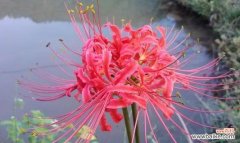 一朵寓意深远的花朵 白彼岸花