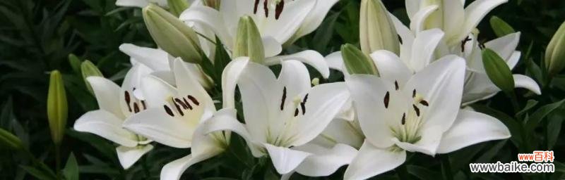 探究白百合花的文化内涵和象征意义 白百合花的象征意义及寓意