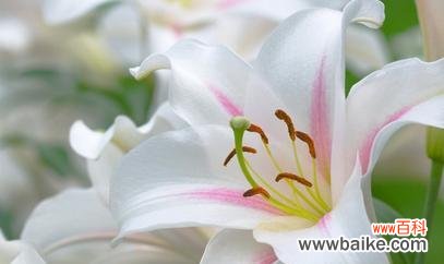 探究白百合花的文化内涵和象征意义 白百合花的象征意义及寓意