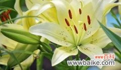 探究白百合花的文化内涵和象征意义 白百合花的象征意义及寓意