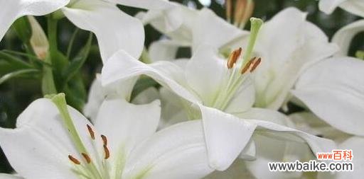 白百合花的纯洁与希望——代表花语详解 白百合花的花语与象征意义