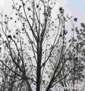 白蜡树的吉祥象征与宜居生活环境构建 白蜡树的风水寓意与摆放位置