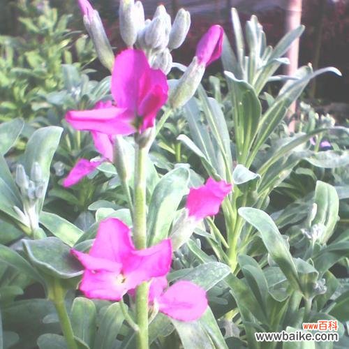 探索白芨花的开花时间与花语 白芨花开的花语与寓意