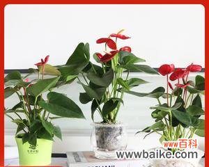 一朵花在爱情中的意义与表达方式 白红掌花