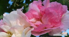 以白芙蓉花为象征的意义和美学表达 白芙蓉花