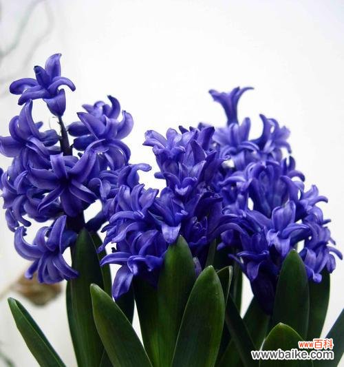 探索白风信子的深意与美丽 白风信子的花语和代表意义