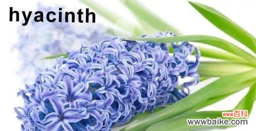 不同朵数的玫瑰花分别代表什么? 玫瑰花花语大揭秘