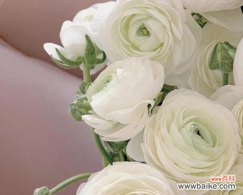 探寻纯洁与高贵的象征 白牡丹花的寓意与象征