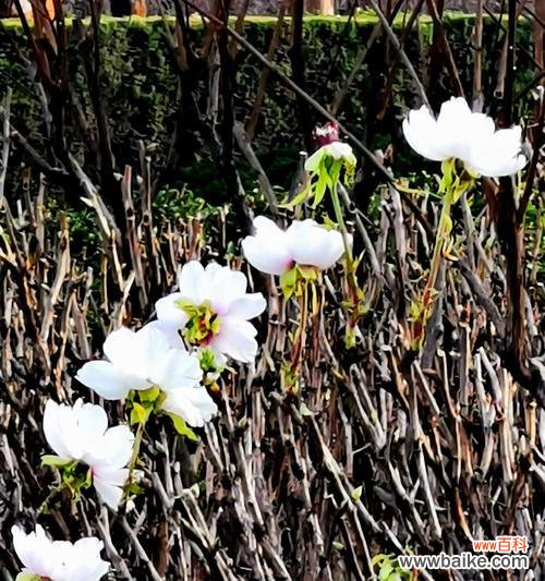 探寻纯洁与高贵的象征 白牡丹花的寓意与象征