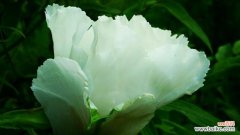 探索白芍花在文化和医学中的重要地位 白芍花的象征意义和独特价值