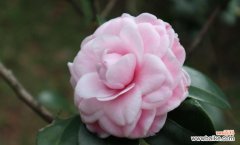 传递纯洁和宁静的白色山茶花 白色山茶花的花语与含义