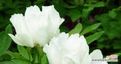 探索白色牡丹花的内涵与象征意义 白色牡丹花的寓意与象征