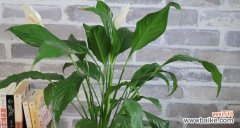 探寻白掌的吉祥寓意及其在风水学中的象征意义 白掌的寓意和象征风水