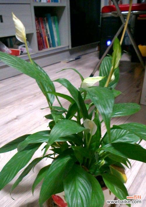 揭秘白掌的吉祥寓意与摆放禁忌 以白掌的风水寓意和摆放位置