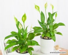 揭秘白掌的吉祥寓意与摆放禁忌 以白掌的风水寓意和摆放位置