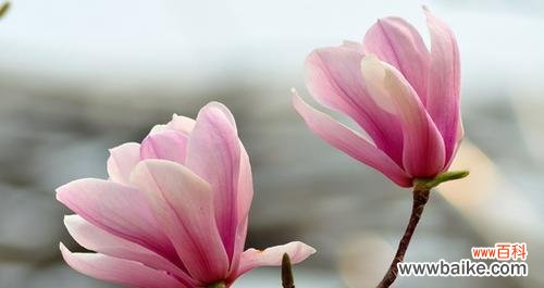 探寻白玉兰的花语及代表意义 白玉兰