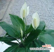 探寻白掌花语的象征与寓意 白掌花语