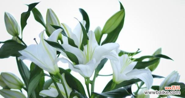 百合之美与深远寓意 百合花的象征意义与传承