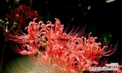 揭开彼岸花的象征之谜 以彼岸花代表的意义