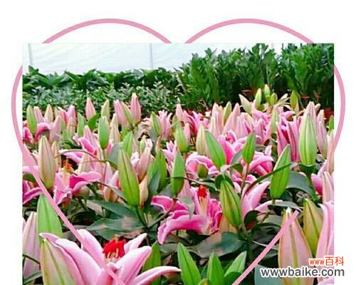 美丽而神秘的花朵 百合花的寓意与象征风水