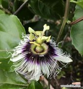 独特的果实 百香果——青春与热情的象征