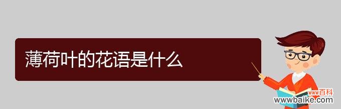 探寻薄荷叶在花语中的意义 薄荷叶的花语
