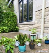 探索薄荷开花的吉祥象征与福运寓意 薄荷开花的风水寓意