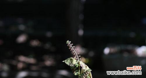 揭示薄荷花所传递的心灵之语 薄荷花语与代表意义