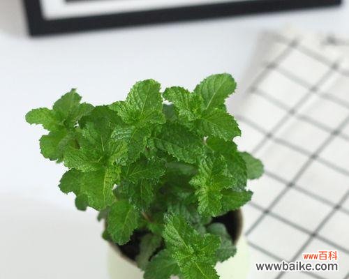 揭示薄荷花所传递的心灵之语 薄荷花语与代表意义