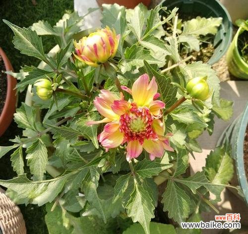 包头市花小丽花的来源与特征及其在当地文化中的重要地位 包头市花小丽花的象征寓意及其文化意义